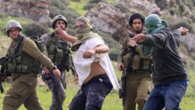 موسم قطف الزيتون في الضفة الغربية في صورة أرشيفية