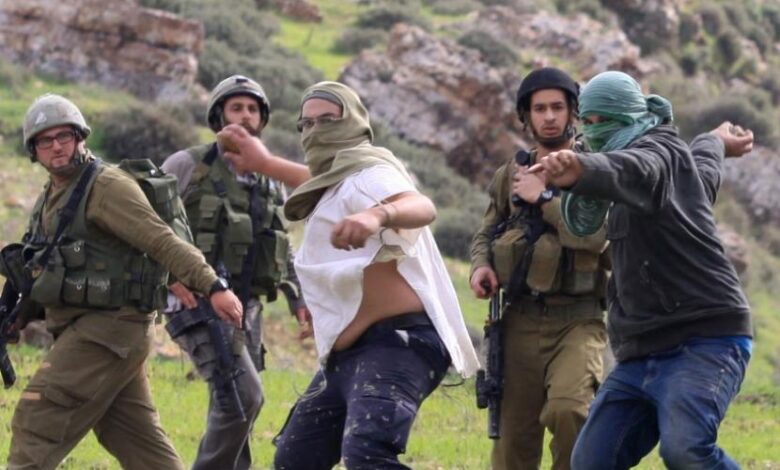 موسم قطف الزيتون في الضفة الغربية في صورة أرشيفية